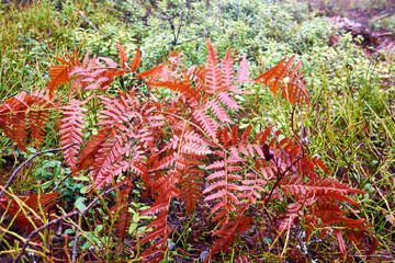 red fern leaves © PekkaLinna