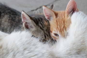 Fototapeta premium New born baby kittens drinking milk from their mom's breast. Mother care.