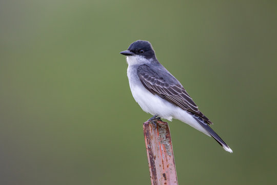 Backlit portrait of Eastern Kingbird looking directly ahead on metal fence post with soft green background