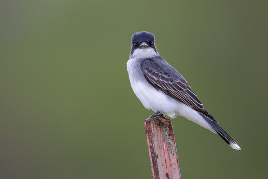 Backlit portrait of Eastern Kingbird with his mouth closed staring directly into camera on metal fence post with soft green background
