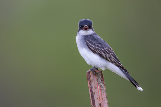 Backlit portrait of Eastern Kingbird with his mouth open staring directly into camera on red metal fence post with soft green background