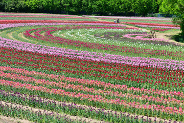 満開のチューリップ畑
