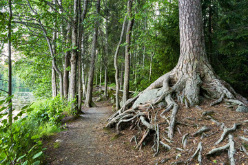 tree roots in the forest