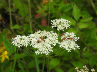 A group of brown instincts walks on white flowers