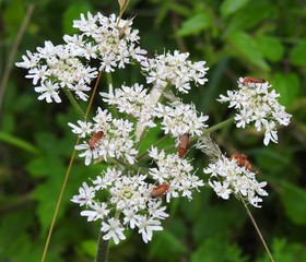 A group of brown instincts walks on white flowers