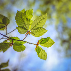 Spring leaves on a beech tree