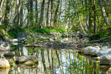 Small stream in an spring forest on the island of Gotland in Sweden