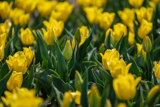 Group of yellow tulips. Selective focus. Colorful carpet of flowers. Colorful tulips photo background.