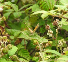 Butterfly on a leaf of a fruit bush
