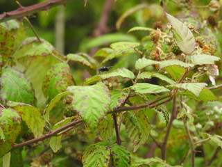 A fly on a leaf of a fruit bush
