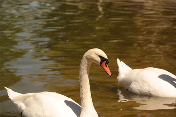 swan on the lake