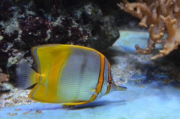 Tropical fish in aquarium, Berlin