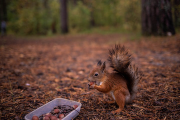 Sciurus vulgaris. Squirrel in a forest clearing. Feeding from your hand. Curious