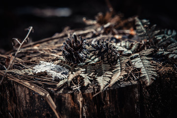 several cones lying on a fern leaf on an old stump