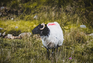 uk, cattle, tranquil, ranch, idyllic, wilderness, grazing, north, irish sheep, pasture, meadow,...