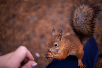 Sciurus vulgaris. Squirrel in a forest clearing. Feeding from your hand. Curious