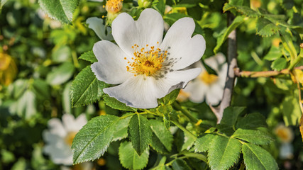 dog rose flowers on the forest