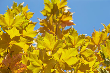 yellow maple leaves