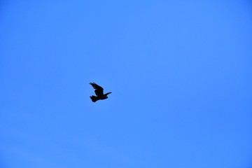 Domestic pigeons / feral pigeon (Gujarat - India) flock in flight against blue Sky, Flying and Eating Pigeon/ Birds
