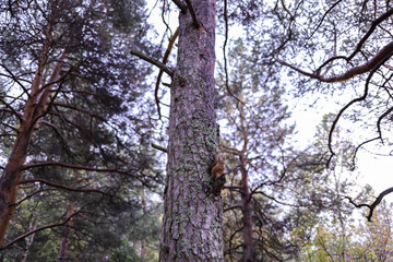 Sciurus vulgaris. Squirrel in a forest clearing. Feeding from your hand. Curious