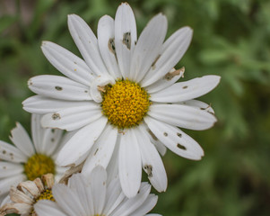 Fototapeta premium Old flower
