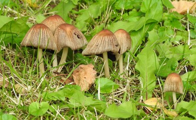 A group of small mushrooms