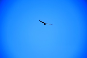Domestic pigeons / feral pigeon (Gujarat - India) flock in flight against blue Sky, Flying and Eating Pigeon/ Birds