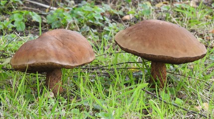 Big edible mushrooms on the grass