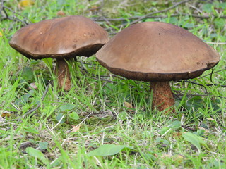 Big edible mushrooms on the grass
