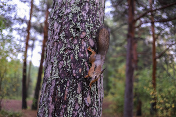 Sciurus vulgaris. Squirrel in a forest clearing. Feeding from your hand. Curious