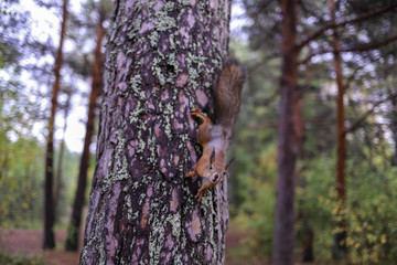 Sciurus vulgaris. Squirrel in a forest clearing. Feeding from your hand. Curious