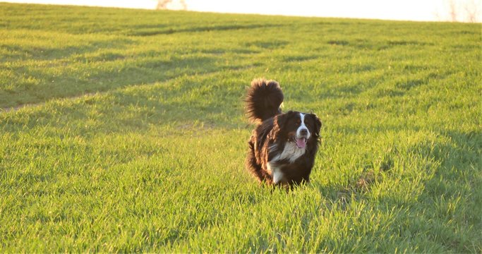 Berner Senner