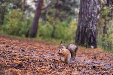 Sciurus vulgaris. Squirrel in a forest clearing. Feeding from your hand. Curious