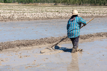 Farmer work on rice field using rake, Rice plantations covered with water.