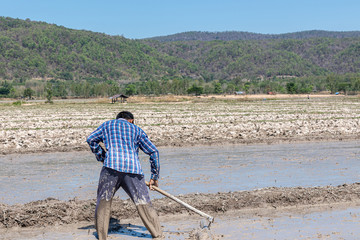 Farmer work on rice field using rake, Rice plantations covered with water.