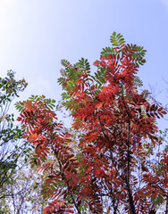 Sunny day. Bright orange leaves of mountain ash against the blue sky.