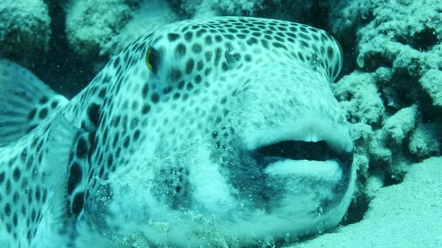 Close up front portrait of Blackspotted Puffer (Arothron stellatus) on sandy bottom