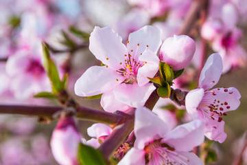 Peaches trees. Orchard. Fruit garden. Pink flowers close-up. Soft selective focus.