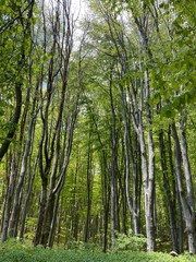 Obraz premium trees in the forest