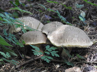Edible mushrooms in a group in the woods