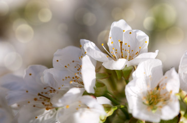 Obraz premium Branches of blossoming cherry with soft focus .