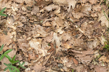 Fallen leaves of deciduous trees on the ground.