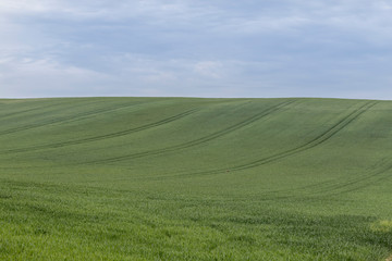 Obraz premium Beautiful landscape of a green field