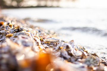 beautiful seashells on the shore of the salty blue sea