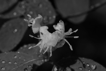 gefrorene ligusterblüten im frost der eisheiligen in schwarz-weiß