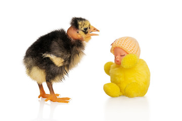 Chicken next to a doll