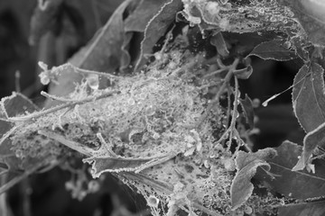 spinnennetz im frost der eisheiligen in schwarz-weiß