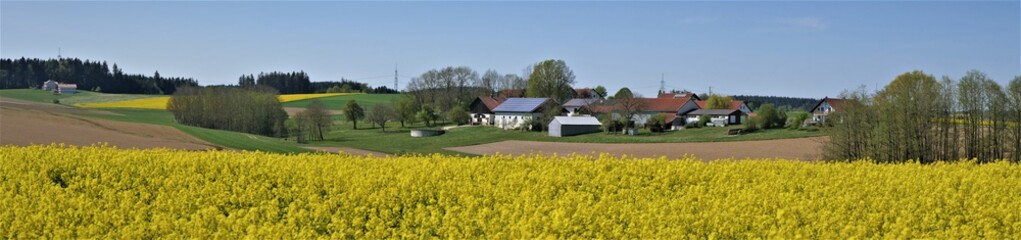 Obraz premium Rapsfeld