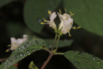 Ligusterblüten im Frost
