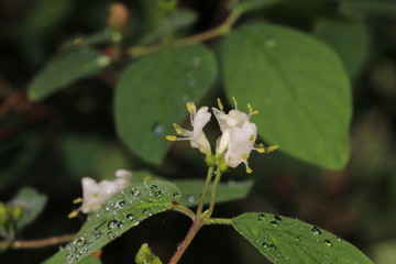 Ligusterblüten im Frost